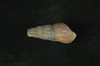 藏品(網蜷)的圖片